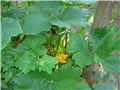 arčilend